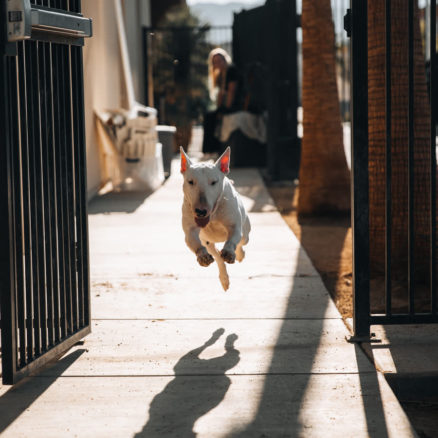 Bull terrier running through an open shelter gate, Bull Terrier Rescue Network